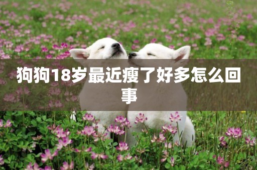 狗狗18歲最近瘦了好多怎么回事