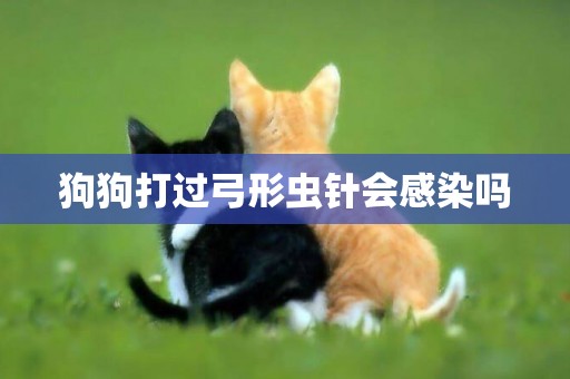 狗狗打過弓形蟲針會感染嗎