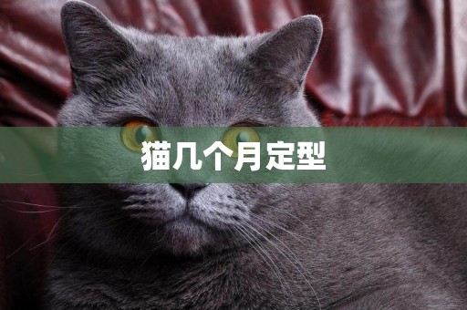 貓幾個月定型