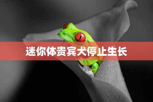 迷你體貴賓犬停止生長