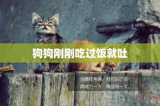狗狗剛剛吃過飯就吐