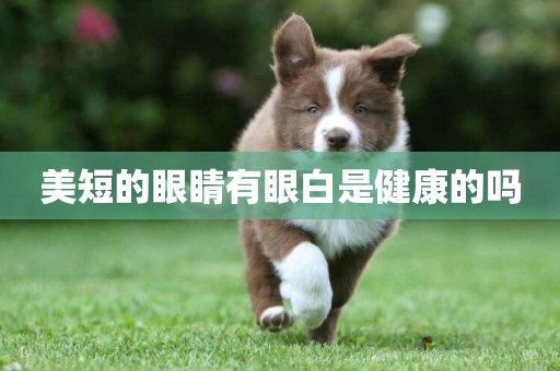 美短的眼睛有眼白是健康的嗎