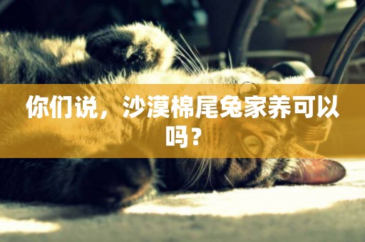 你們說，沙漠棉尾兔家養可以嗎？