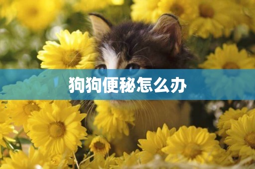 狗狗便秘怎么辦