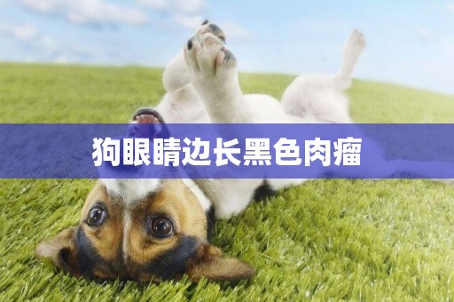 狗眼睛邊長黑色肉瘤