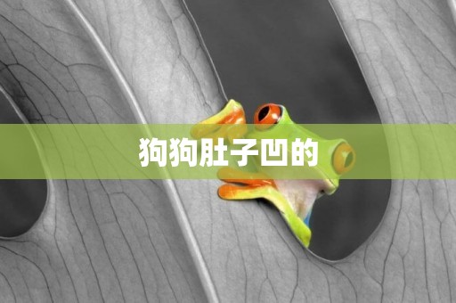 狗狗肚子凹的