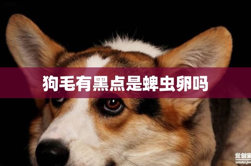 狗毛有黑點是蜱蟲卵嗎
