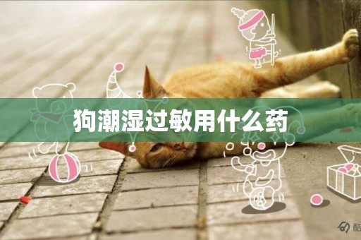 狗潮濕過敏用什么藥