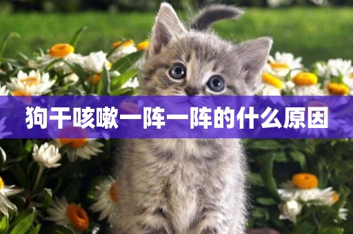 狗干咳嗽一陣一陣的什么原因