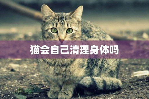 貓會自己清理身體嗎