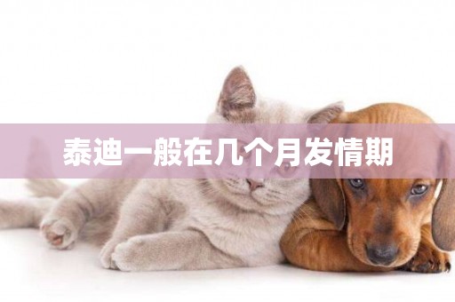 泰迪一般在幾個月發情期