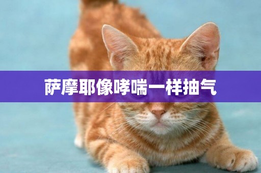 薩摩耶像哮喘一樣抽氣