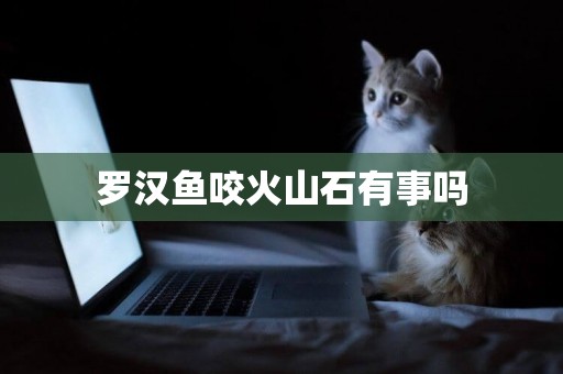 羅漢魚咬火山石有事嗎