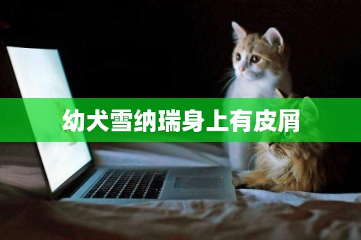 幼犬雪納瑞身上有皮屑