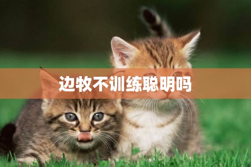 邊牧不訓練聰明嗎