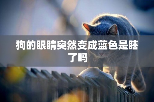 狗的眼睛突然變成藍色是瞎了嗎