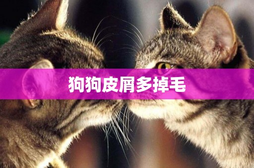 狗狗皮屑多掉毛