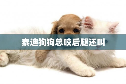 泰迪狗狗總咬后腿還叫