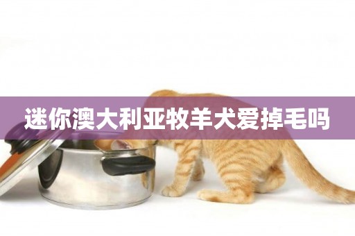 迷你澳大利亞牧羊犬愛掉毛嗎
