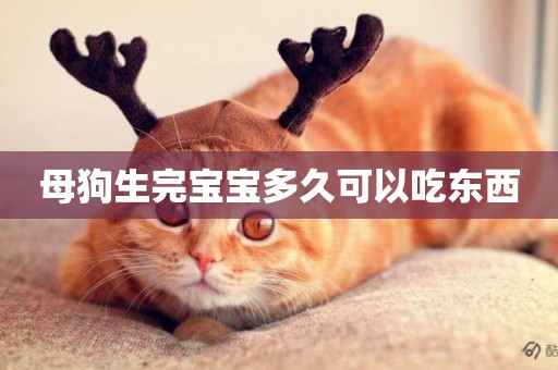 母狗生完寶寶多久可以吃東西