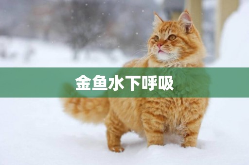 金魚水下呼吸
