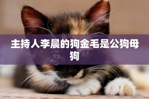 主持人李晨的狗金毛是公狗母狗