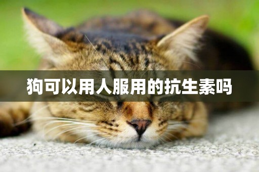 狗可以用人服用的抗生素嗎