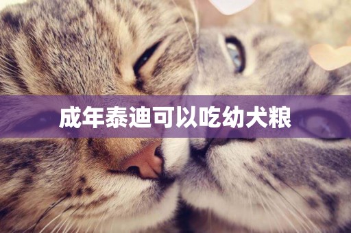 成年泰迪可以吃幼犬糧