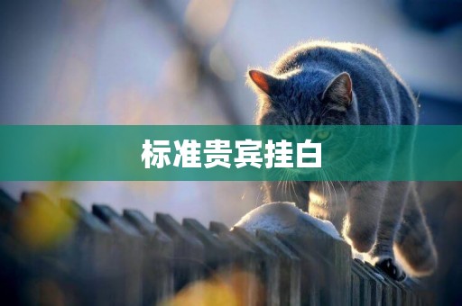 標準貴賓掛白