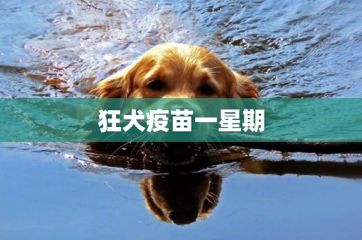 狂犬疫苗一星期