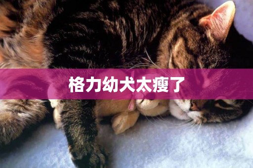 格力幼犬太瘦了