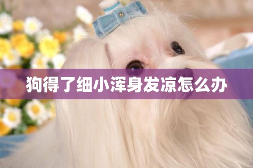 狗得了細小渾身發涼怎么辦