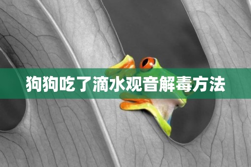 狗狗吃了滴水觀音解毒方法