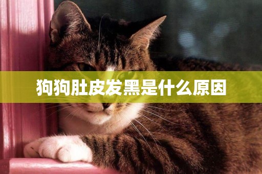 狗狗肚皮發黑是什么原因