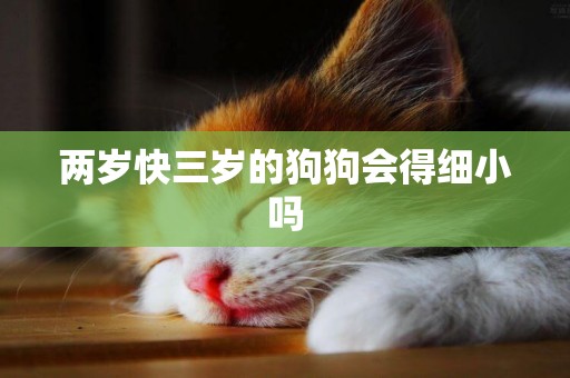 兩歲快三歲的狗狗會得細小嗎