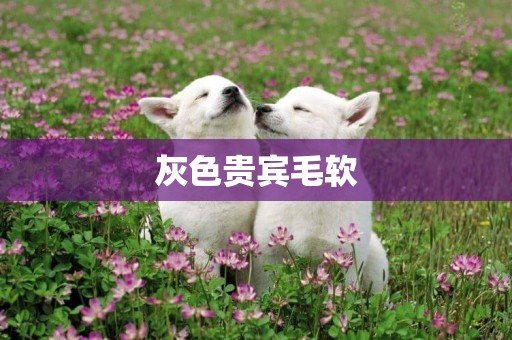 灰色貴賓毛軟