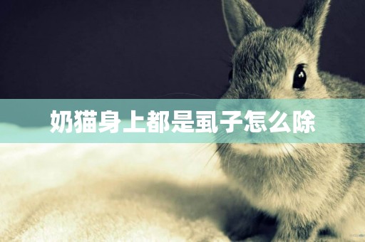 奶貓身上都是虱子怎么除