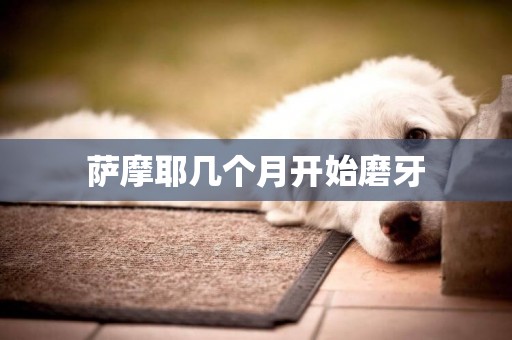薩摩耶幾個月開始磨牙