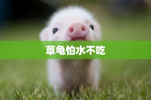 草龜怕水不吃