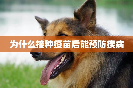 為什么接種疫苗后能預防疾病