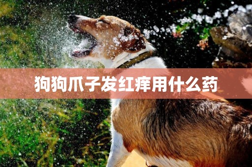 狗狗爪子發紅癢用什么藥