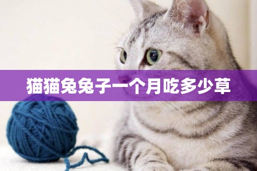 貓貓兔兔子一個月吃多少草