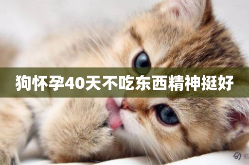 狗懷孕40天不吃東西精神挺好