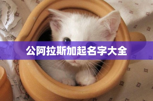公阿拉斯加起名字大全