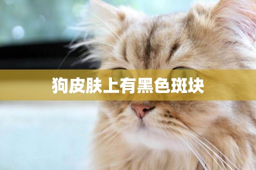 狗皮膚上有黑色斑塊