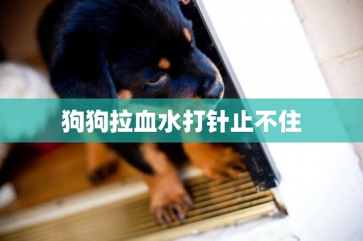 狗狗拉血水打針止不住