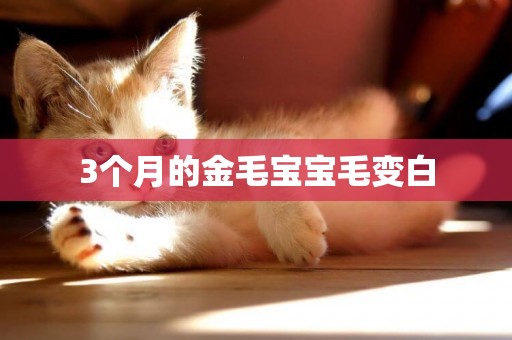 3個月的金毛寶寶毛變白