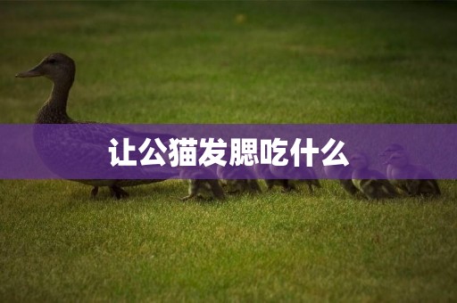 讓公貓發腮吃什么