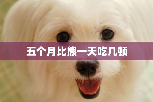 五個月比熊一天吃幾頓