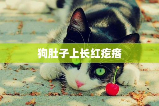 狗肚子上長紅疙瘩